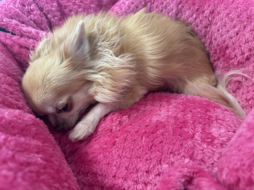 Amilia 2 in 1 "Pink Leo"